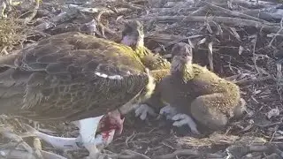Osprey dad brings fish for babies before going to bed | Port Lincoln Osprey | Nov 3, 2024