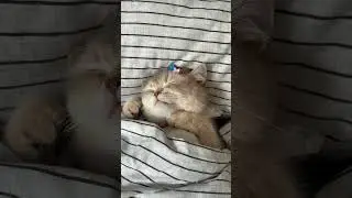 Кошечка просыпается
