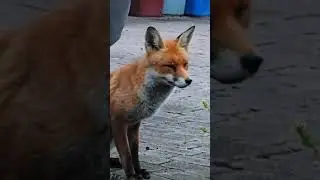 Stan The Man 🦊