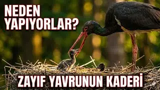 Biliyor muydunuz, siyah leylekler bazen bir yavrunun zayıf olduğunu düşündüğünde onu yer 