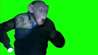Monkey saying 