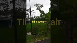 Tilik sawah