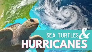 HURRICANES VS. SEA TURTLES // Impacts of storms on sea turtle populations