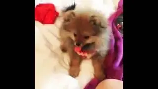 Марьяна Ро играет с Кумой Maryana Ro