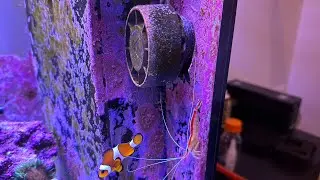 Explained: Reef Tank Powerhead/Wavemaker Placement