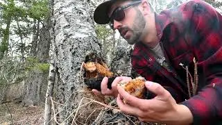 Winter birchbark gathering method, best season, characteristics & found Chaga