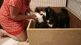 Kortmar Shiba - Betty Babies - Puppy Birth Part 1 (of 4)