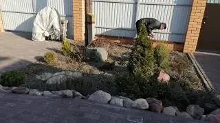 ЛИСТОПАДНЫЕ РОДОДЕНДРОНЫ  после зимовки !!!