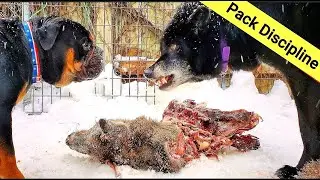 Dog Pack Eats Deer Carcass - Alpha Dog Disciplines Bulldog