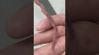 Surfcasting Tutorial: How to Bait a Korean » Passion for Surfcasting 