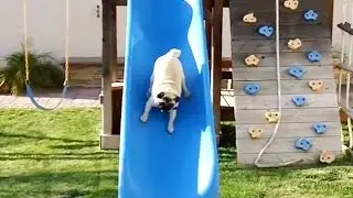 Pugs on Slides