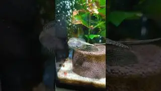 Севелия линеолата – разлинованный псевдоскат #сом #сомик #aquarium #аквариум