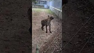 relax with wildlife animals #shorts #wildlife #animals #zoo #tiger #lion #otherwildlifeanimals