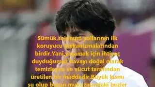 Sümük Neden Vardır ?