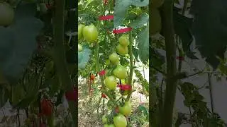 Урожайные сорта томатов в открытом грунте и в теплице