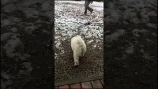 Hires I 15w old female Puli puppy