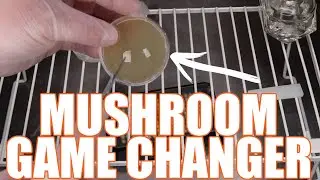 How to test your monoculture | Most common mushroom agar issues