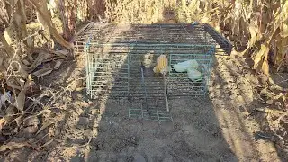 Сделал Новую Ловушку на Фазана