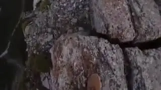AbdulAziz Abdulvakhabov & ACB