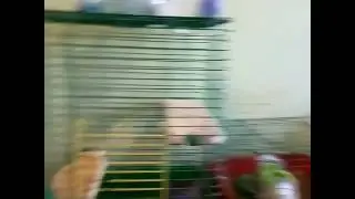 Уход за шынгылой