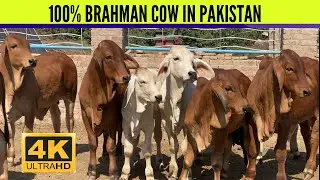 100% Brahman cow in Pakistan | Brahman Cow setup | 03326247222 | Best Brahman Farm in Pakistan