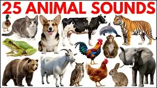 Animal Sounds | Learn Animal Name with real Sounds for Kids | Educational video 