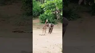 Giraffe escapes charging in Elephant 🐘#shorts #animals