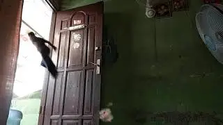 Short movie|The real Dr.strange in Indonesia