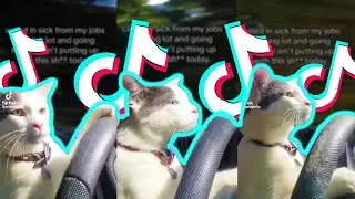 Cat Driving A Car Meme (Funny TikTok Meme) - TikTok Compilation