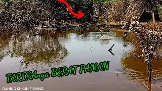 TARIKANNYA BERAT PAMAN/ CASTING  IKAN GABUS BIKIN PUAS SAMBARAN _DAHSAT #GABUS
