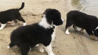 Bordercollie gezin bij het water