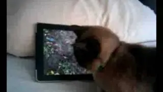 IPad Cat And Pocket Pond