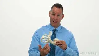 BPPV Management Guidelines: Hold onto Your Patient - Jeff Walter | MedBridge