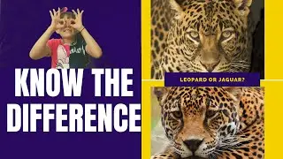 How To Know the difference Between Similar Looking Animals [Curious Aishi]