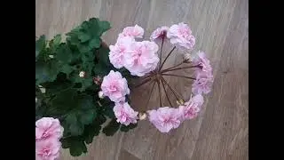 Ю-Бэла