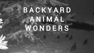 Wildlife Encounters on the Backyard