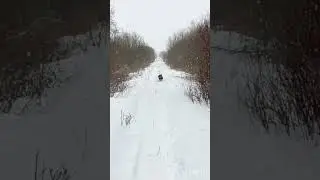 #shorts#Dog#devotion#friendship#СобачьяПреданность#Верность#ТолькоПозови#
