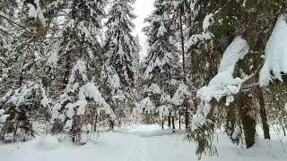 Заснеженный лес. ч.8. Февраль 2024