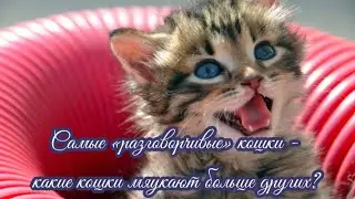 Самые «разговорчивые» кошки   Какие кошки мяукают больше других The most 