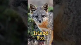 America's Island of Dwarf Foxes 