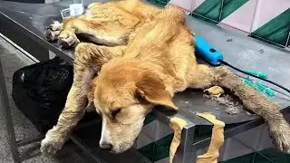 The dying dog cried from powerlessness, he could not even get up! He didn't wait for help anymore!