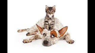 Funny Animals Punking Other Animals