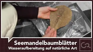 Seemandelbaumblätter – Natürliche Wasseraufbereiter im Aquarium