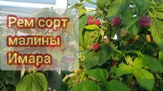 Рем сорт малины Имара