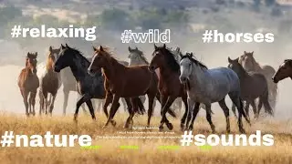The most beautiful horses in the world?! أجمل انواع الخيول فى العالم