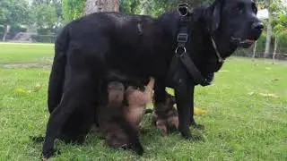 Cute Puppies | Labrador Puppy | First Time In Park