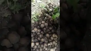 Подберёзовики. Съедобные!? #shorts #short #грибы #fishing