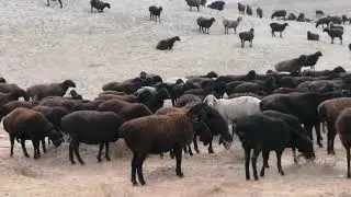 Гиссарский барани из шаартуз Ёрбек