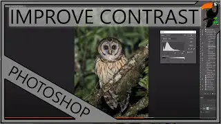 Essential Photoshop Skills: The Importance of Contrast