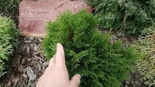 ХВОЙНАЯ КОЛЛЕКЦИЯ 2023. 2 серия.